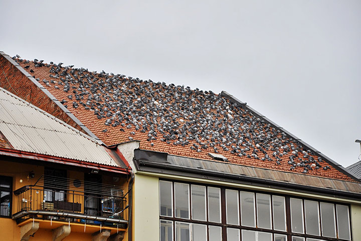 A2B Pest Control are able to install spikes to deter birds from roofs in Kingston Upon Thames. 