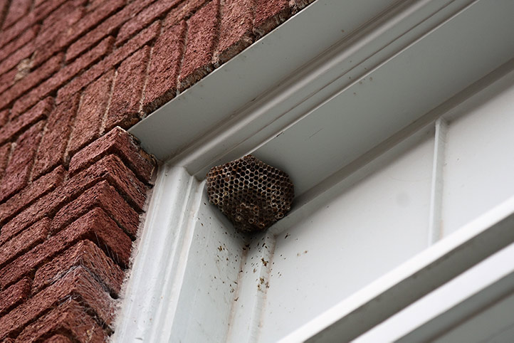 We provide a wasp nest removal service for domestic and commercial properties in Kingston Upon Thames.